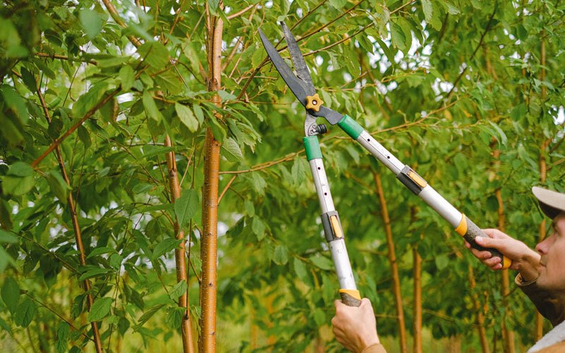 Tree trimming in Hacienda Heights, CA